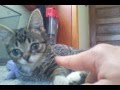 Finger Fight 3gp