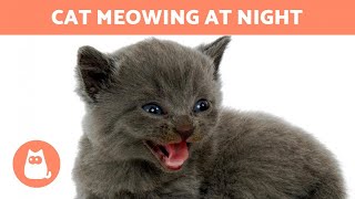 My CAT MEOWS at NIGHT 🐱🌙 (Why and What to do)