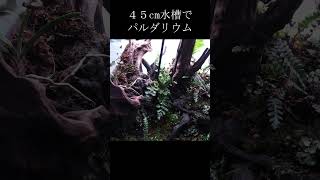 45cm水槽でパルダリウムレイアウト #shorts #パルダリウム