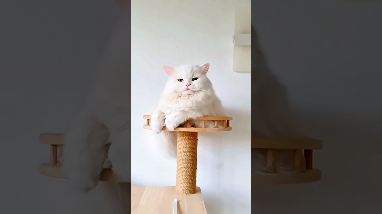 Cute cat shorts video 😻| #shorts #cute #shortsfeed