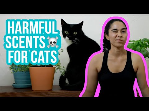 What scents are harmful for your cat?