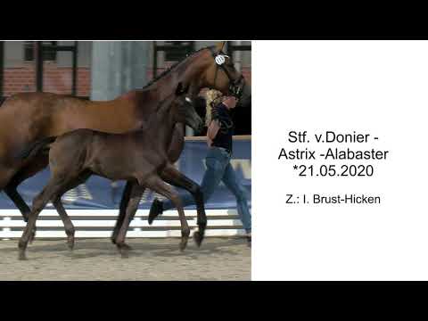 Stf v Donier x Astrix x Alabaster 2020