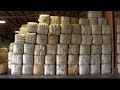 Montana Ag Network Sheep Producers Enjoy Record High Wool Prices