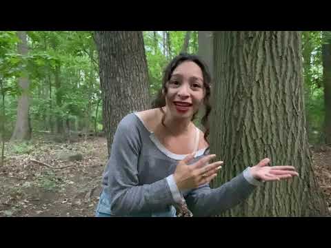 The Cinderella Circle: The Glass Slipper (1955)