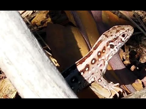 Lost Place Bunker - Objekt 17/5020 TEIL 1/2 Deckname: Ladeburg 5 - 4K