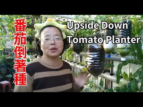 (阿美美)番茄倒著種 有詳細說明 就有吃不完的番茄了 寶特瓶懶人花盆 Upside Down Tomato Planter New Bottle Garden
