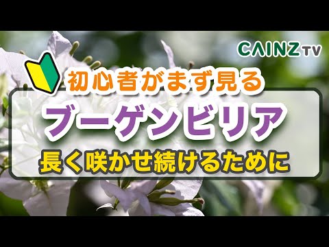 凍ったバナナの木、どうすればいいですか？切ったほうがいいでしょうか？植物を守り、冬を乗り切るためのヒント  庭園