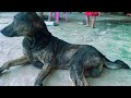 Rescue Puppy Lovely Puppy In My Village Stray Home