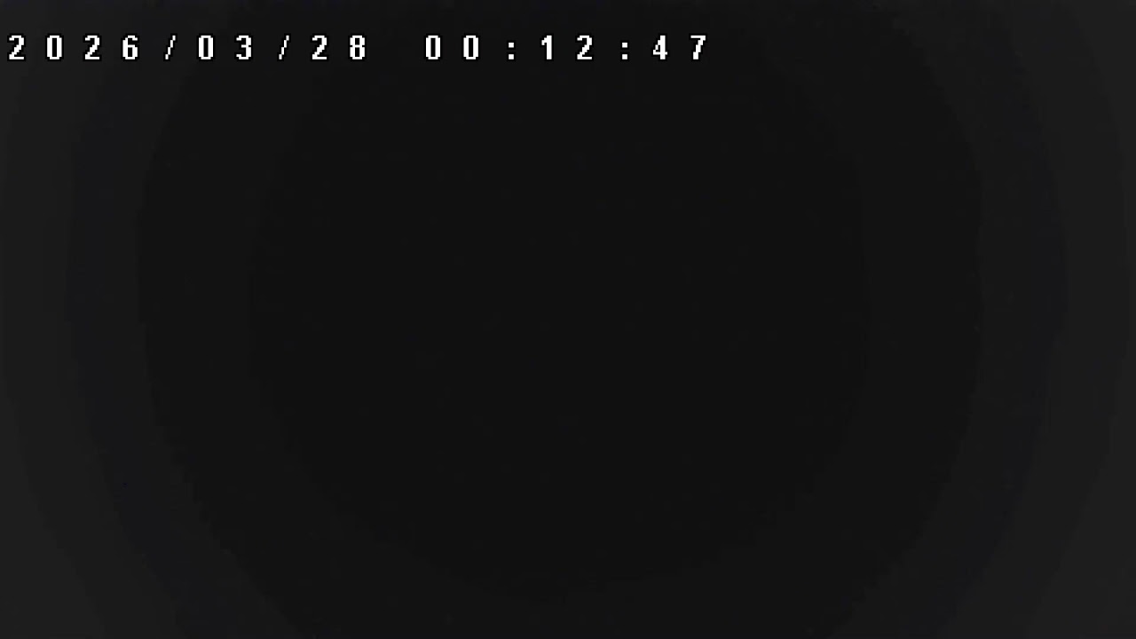 【ライブ配信】セキセイインコ**LIVE**