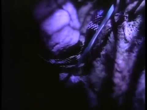 Mötley Crüe - Primal Scream (Uncensored) (Official Video)