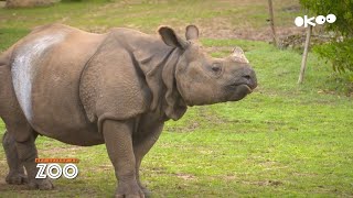 Bali, le mâle rhinocéros fête ses 6 ans ! (S14E39) - Une Saison au Zoo S14