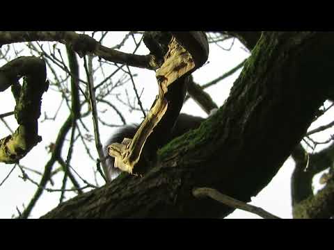 European red squirrel in the trees