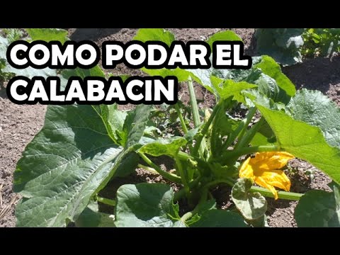 Poda del calabacín