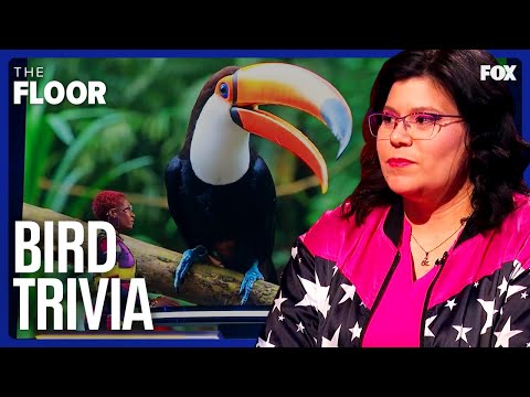 Can You Name All These Different Birds? | The Floor