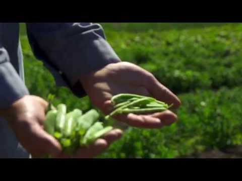 County of Grande Prairie Economic Development - Agriculture