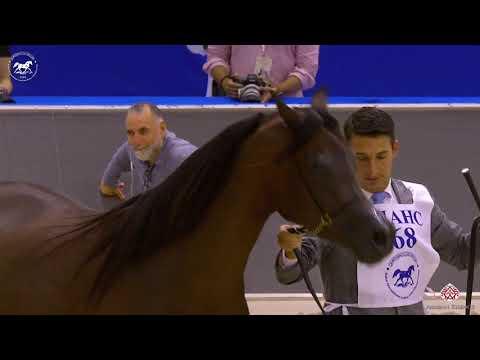 N 68 D WASAYEF   Dubai Arabian Horse Show 2020   Mares 4 6 Years Old Class 5