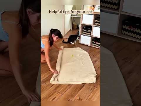 🐱✨ 5 Smart Cat Hacks Every Cat Owner Should Know! #shorts #cats #pethacks