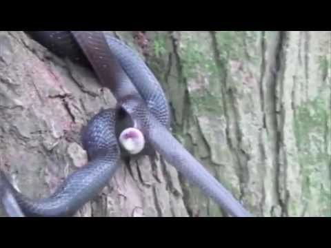 download lagu mp3 mp4 Snake Fuck, download lagu Snake Fuck gratis, unduh video klip Snake Fuck