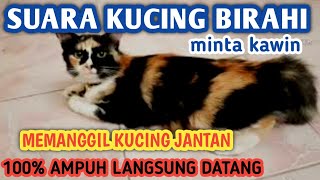 Download lagu SUARA KUCING BETINA BIRAHI MEMANGGIL KUCING JANTAN | suara kucing birahi minta kawin #kucingbirahi mp3