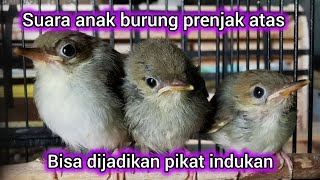 Download lagu suara anak burung prenjak memanggil induk mp3