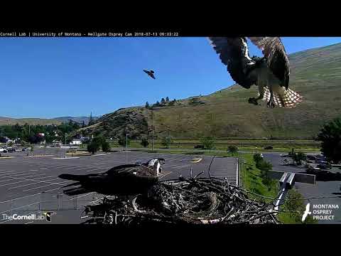 Louis Swoops In From Afar With Half-eaten Fish – July 13, 2018