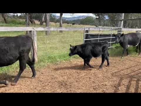 12X12 Angus x Shorthorn heifers