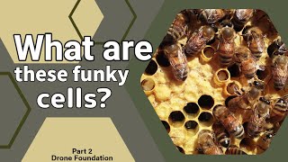 Frames, Foundation and More (Part 2 Plastic Foundation & Drones)