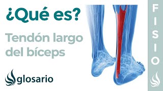 TENDÓN LARGO del BÍCEPS | Qué es, función, inserción y lesiones