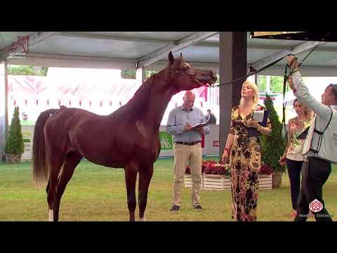 N 90 FREYSON   2020 PRIDE OF POLAND   42nd Arabian Horse National Show   2 3 Years Old Colts Class 5