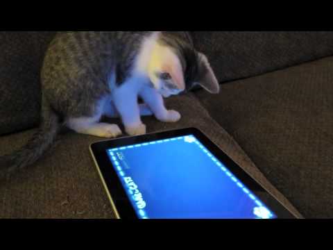 Helo Plays iPad Games, Is Smarter Than You