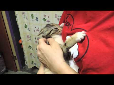 Meet Rozlyn a Domestic Shorthair currently available for adoption at Petango.com! 6/24/2013 8:48:59