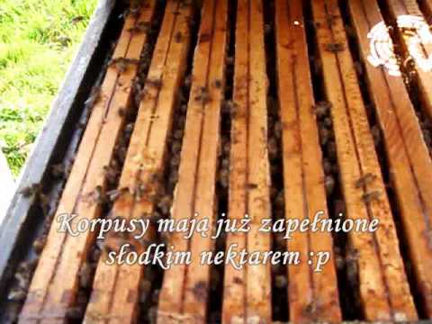 Wiosna 2010 w pasiece ApiMiodek