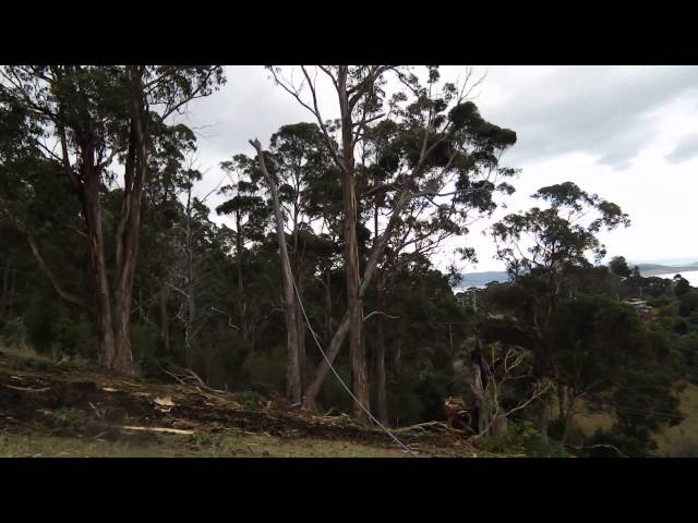 Irwin Clements Tree Service - Hobart, TAS