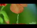 Amazing Nature Velli Malarae Instrumental Whatsapp Status