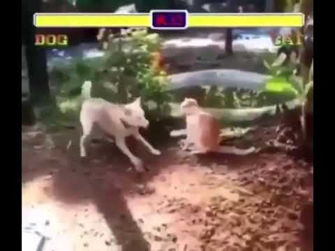 Street Fighter | Cat vs Dog | Meme