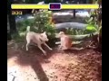 Street Fighter Cat Vs Dog Meme