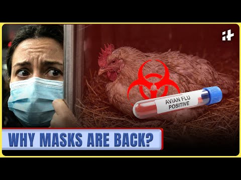 Masks Return to Europe? H5N5 Bird Flu & The New 'Tripledemic' Explained