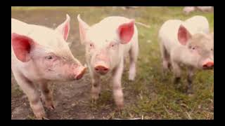 The origin story of Alex Bale&#39;s &quot;Muse&quot; (or the void)