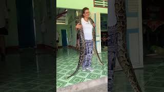 trăn khổng lồ#mekong delta#vietnam