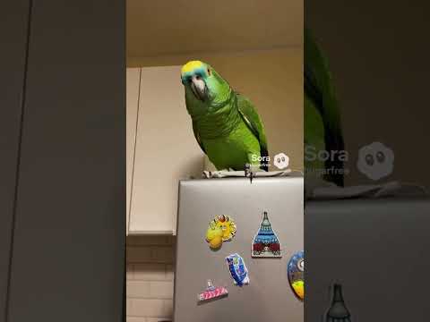 Кот и попугай №93🦜#shorts #viral