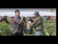 Artichokes Processing In Hindi Food Tech Bobby Bognar History TV 18