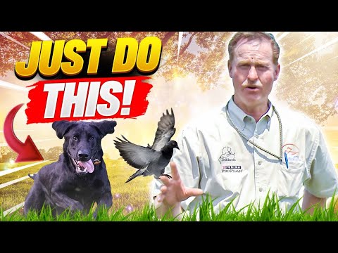 Training Dogs to Sniff Out Birds in the Field!