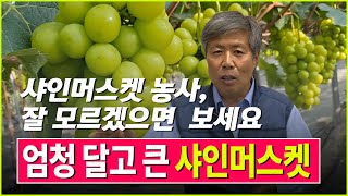 샤인머스켓 포도 당도 높이고 커다란 포도알로 키우는 법