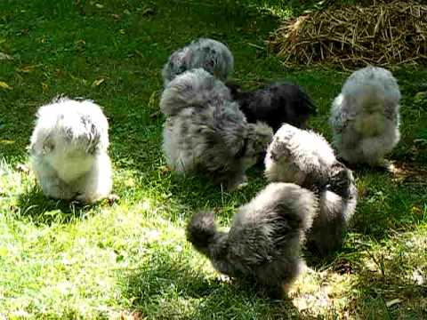 download lagu mp3 mp4 Silkie Chicken Grey, download lagu Silkie Chicken Grey gratis, unduh video klip Silkie Chicken Grey