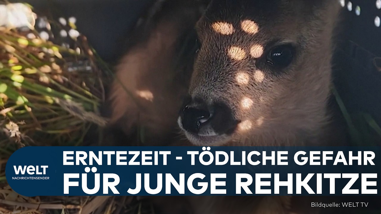 TIERRETTUNG: „Das ist ein tolles Gefühl“ | Wärmebildkameras und Drohnen retten Rehkitze
