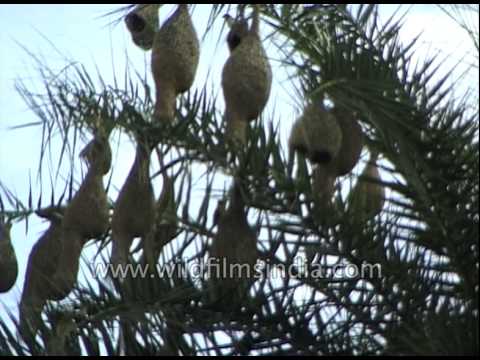 image-What bird makes a nest out of pine needles?