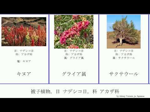 アカザ科について詳しく解説