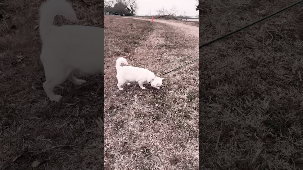 くんくん匂い嗅ぎながら散歩する保護犬コマメ