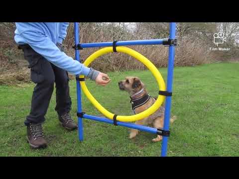 Jack & Nick's Dog Walking & Pet Care video.