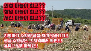 마늘 지역별 재배 방법 상품성 수확량 사용 용도가 …